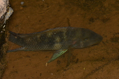 Geophagus