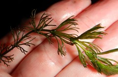 Ceratophyllum echinatum