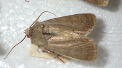 Euxoa decora