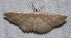 Idaea obsoletaria