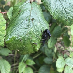 Megalometides cacicus