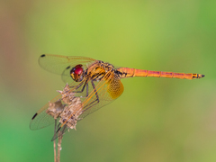 Trithemis aurora