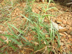 Convolvulus sagittatus