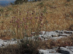 Armeria saviana