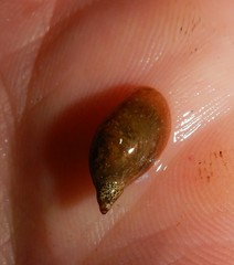 Pseudosuccinea columella