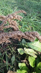 Rumex patientia orientalis