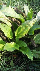 Rumex patientia orientalis