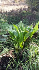 Rumex patientia orientalis