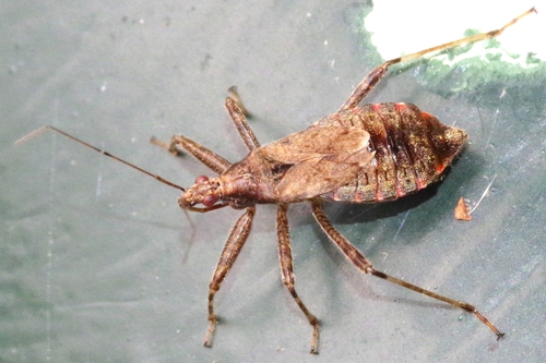 Žiaurioji Skerdblakė nuotrauka