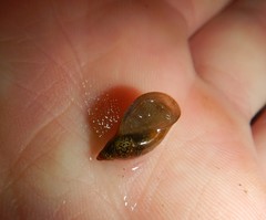 Pseudosuccinea columella