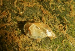 Pseudosuccinea columella