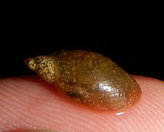 Pseudosuccinea columella