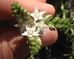 Sedum goldmanii