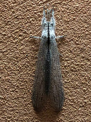 Acanthaclisini