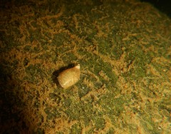 Pseudosuccinea columella