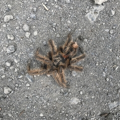 Phrixotrichus vulpinus