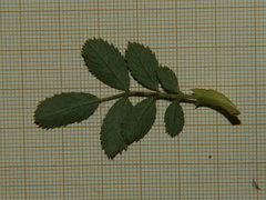 Rosa agrestis