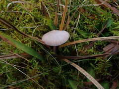 Mycena pearsoniana