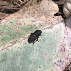 Erichius vittatus vittatus