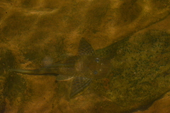 Hypostomus