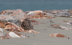 Charadrius peronii