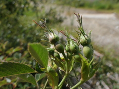 Rosa agrestis