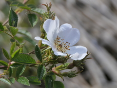 Rosa agrestis