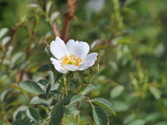 Rosa agrestis