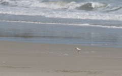 Charadrius dealbatus