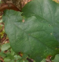 Quercus austrina