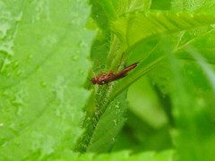 Ectopimorpha wilsoni