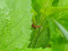 Ectopimorpha wilsoni