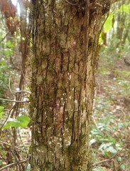 Quercus austrina