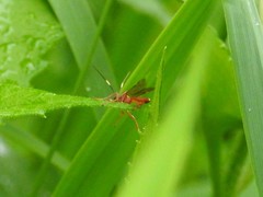 Ectopimorpha wilsoni