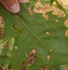 Quercus austrina