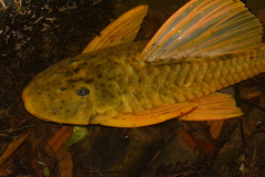 Hypostomus luteus