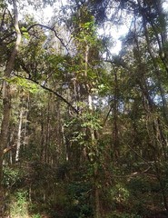 Quercus austrina