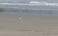 Charadrius dealbatus