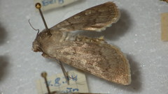 Euxoa decora