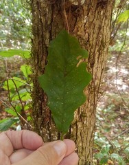 Quercus austrina