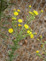 Heterotheca grandiflora