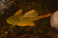 Hypostomus luteus