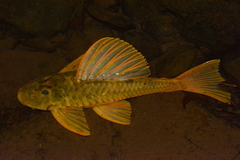 Hypostomus luteus