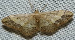 Idaea efflorata