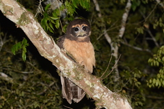 Pulsatrix koeniswaldiana