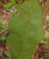 Quercus austrina