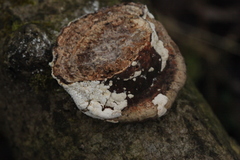 Trichoderma pulvinatum