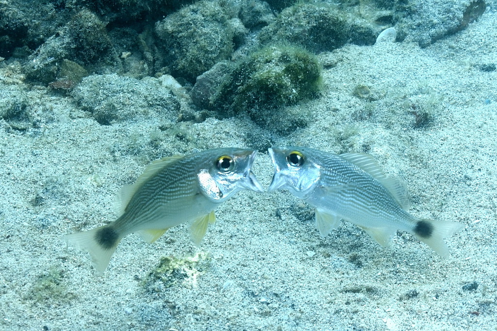 Photo of Yellowspot Grunt (Haemulon flaviguttatum)