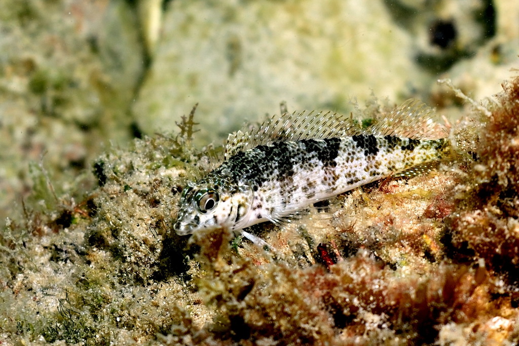 Mexican Margarita Blenny