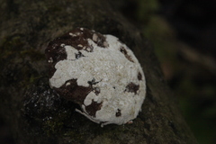 Trichoderma pulvinatum